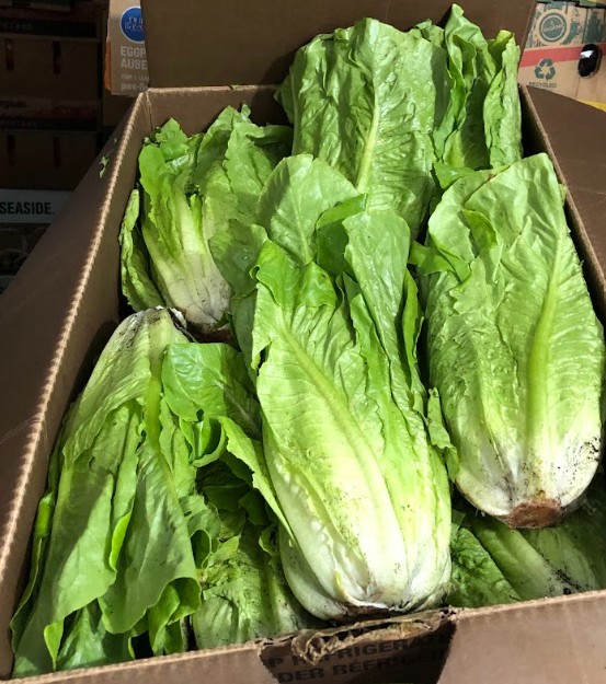 Lettuce Box of 24