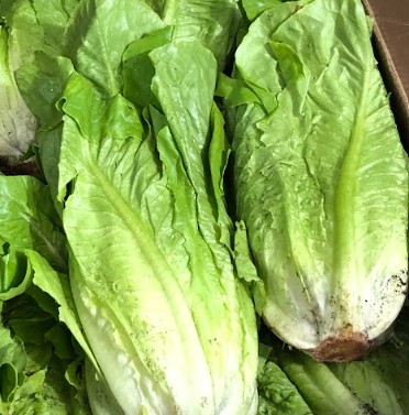 Lettuce bunch